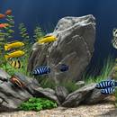 Jak urządzić akwarium?