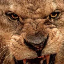 Jak odpowiadać na agresję?