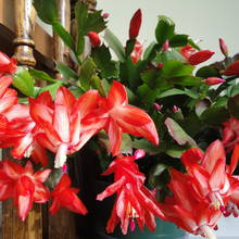 Sposób pielęgnacji kaktusa bożonarodzeniowego