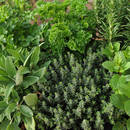 Jak suszyć i przechowywać zioła?