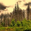 Jak walczyć z kwaśnym deszczem?