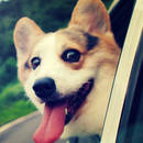 Jak zorganizować wakacyjny wyjazd z psem?