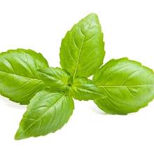 Jak podlewać bazylię?