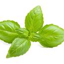 Jak podlewać bazylię?