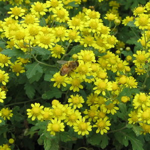 chrysanthellum indicum