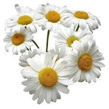 Tonik rumiankowy do cery tłustej i mieszanej