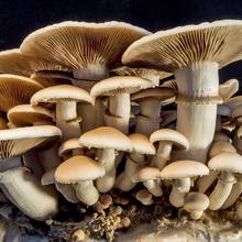 Jak i kiedy zbierać grzyby?