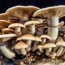 Jak i kiedy zbierać grzyby?