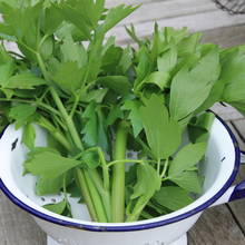 W jaki sposób uprawiać lubczyk?