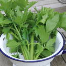 W jaki sposób uprawiać lubczyk?