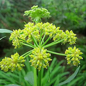 Podłoże dla lubczyku