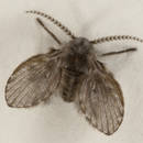 Skuteczne sposoby na pozbycie się moli