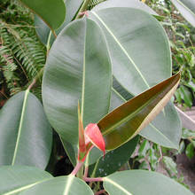 Jak postępować z fikusem?