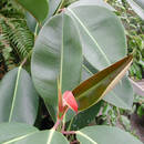 Jak postępować z fikusem?