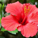 Jak zajmować się hibiskusem?