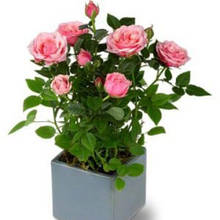 Jak dbać o róże miniaturowe?