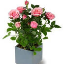 Jak dbać o róże miniaturowe?