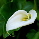 Jak pielęgnować kalie?