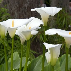 Gdzie sadzić kalie?