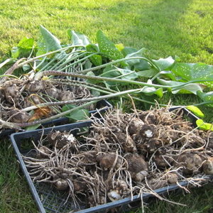 Jak rozmnożyć kalie?