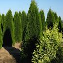 Jak zwiększyć liczbę tui?