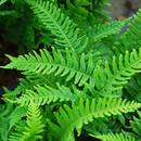 Jak dbać o paprotki?