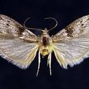 Jak usunąć mole spożywcze z kuchni?