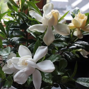 Gdzie przechowywać gardenie zimą i latem?