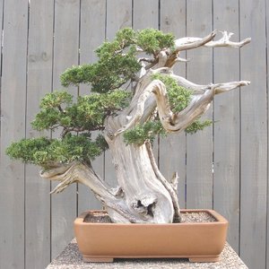 Jak dbać o drzewko bonsai?
