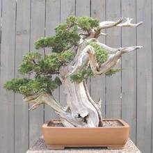 Jak dbać o drzewko bonsai?