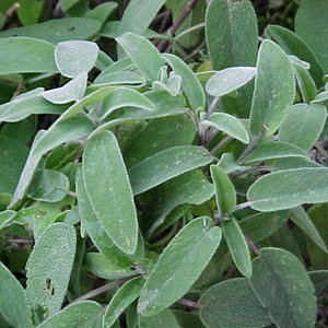 Zioła na ból zęba