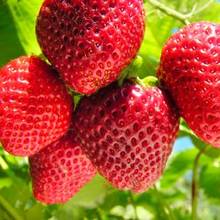 Jakie zalety mają truskawki?