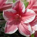 Jak dbać o azalie w domu?