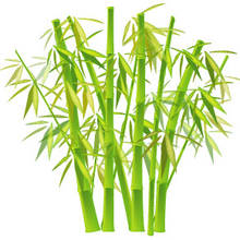 Jak dbać o bambusa?