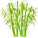 Jak dbać o bambusa?