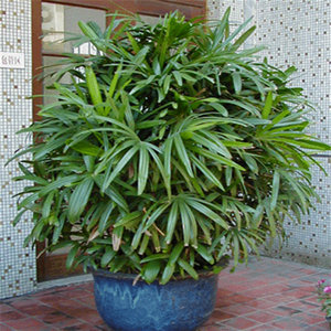 Wyginające się łodygi