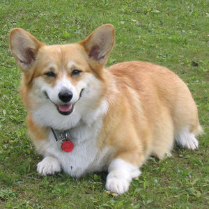 Układ i wygląd ogłoszenia