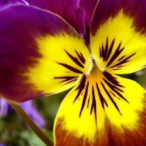 Wielka rozwaga i wyrozumiałość