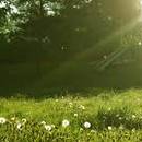 Co robić w przypadku ukąszeń i użądleń?