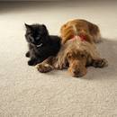 Jak skutecznie oczyścić dywan z sierści?