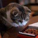 Które pokarmy są szkodliwe dla kotów?