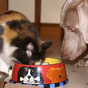 Co nie może być podstawą diety kota