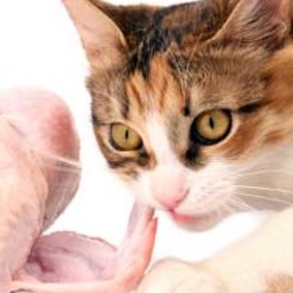 Co jeszcze może kotu zaszkodzić?