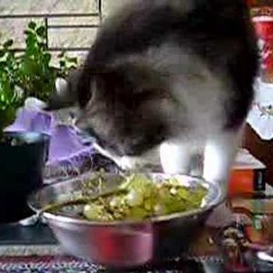 Winogrona i rodzynki