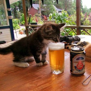 Nigdy nie podawaj kotu