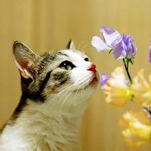 Które rośliny są niebezpieczne dla kotów?