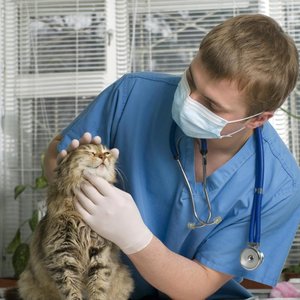 Zatrucie toksynami roślinnymi