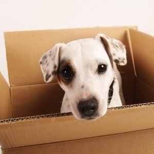 Dzieci i domowi ulubieńcy