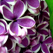 Jak przygotować perfumy o zapachu bzu?