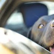 Pies w samochodzie